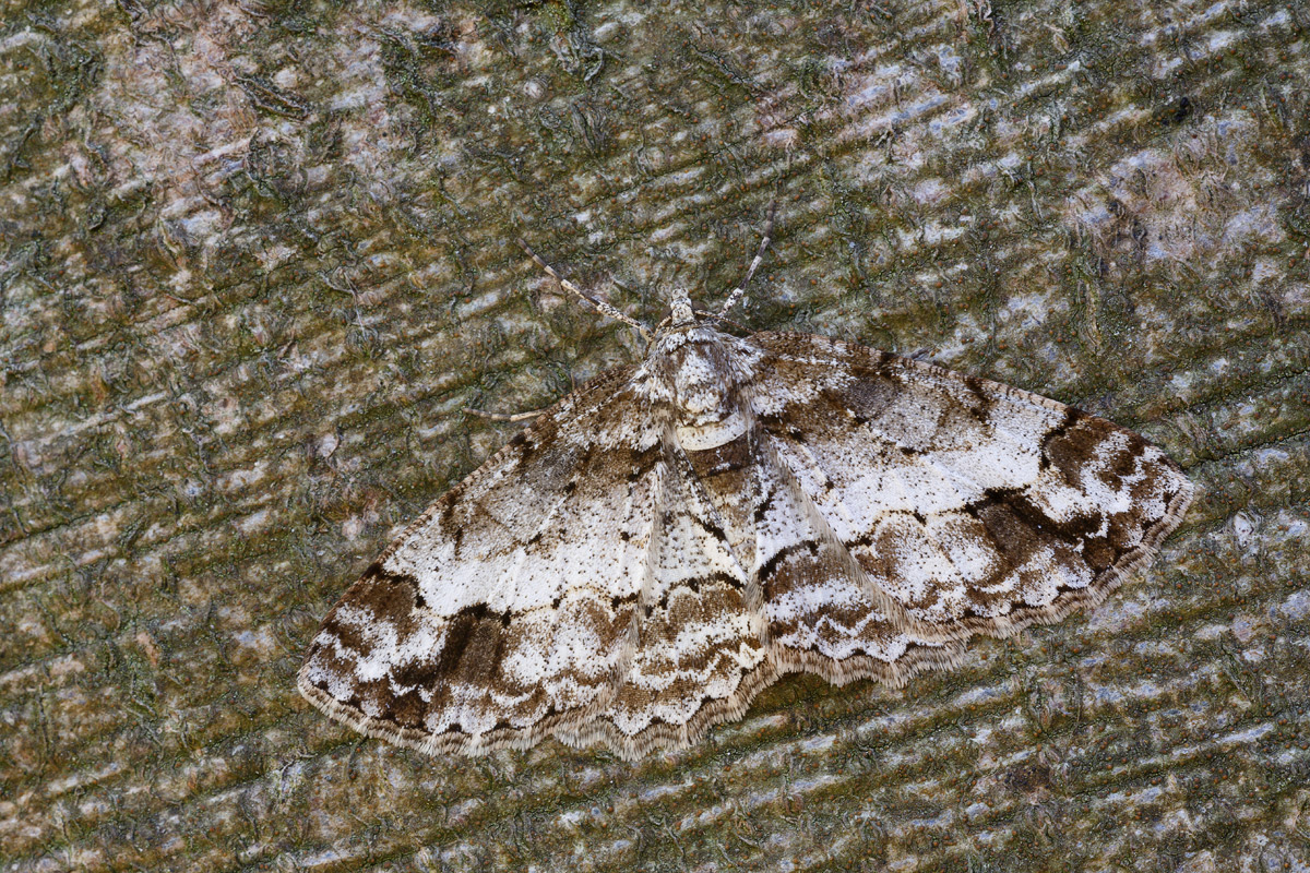 IV8A7798_800.jpg