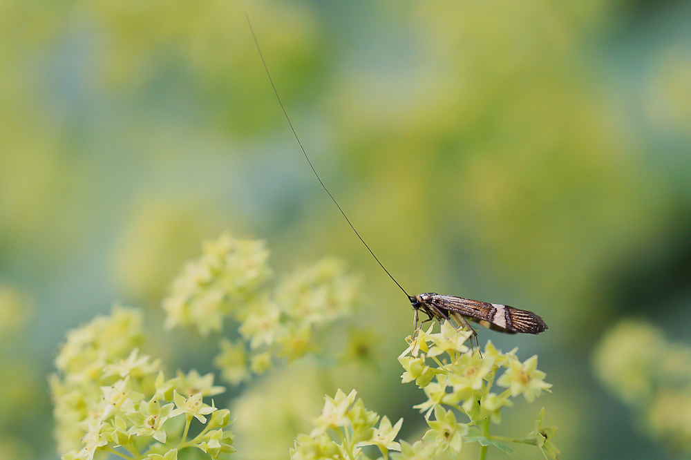 Nemophora degeerella.jpg