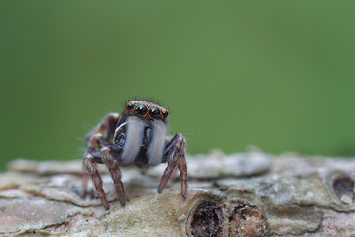 Sittisax saxicola weibchen (2).jpg