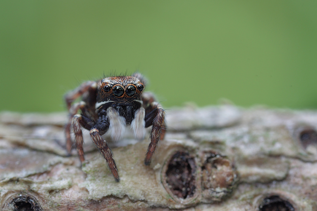 Sitticus saxicola Weibchen .jpg