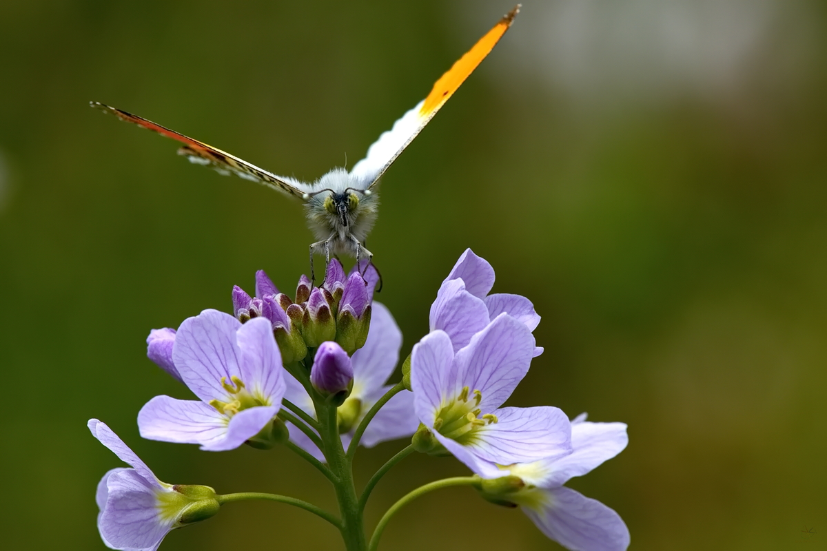 Aurorafalter (Anthocharis cardamines) 02 (3).JPG