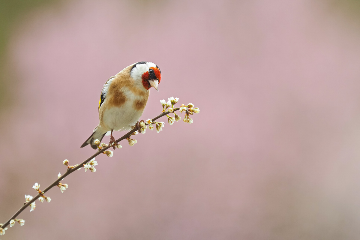 Carduelis-carduelis-OGG36398---Kopie.jpg