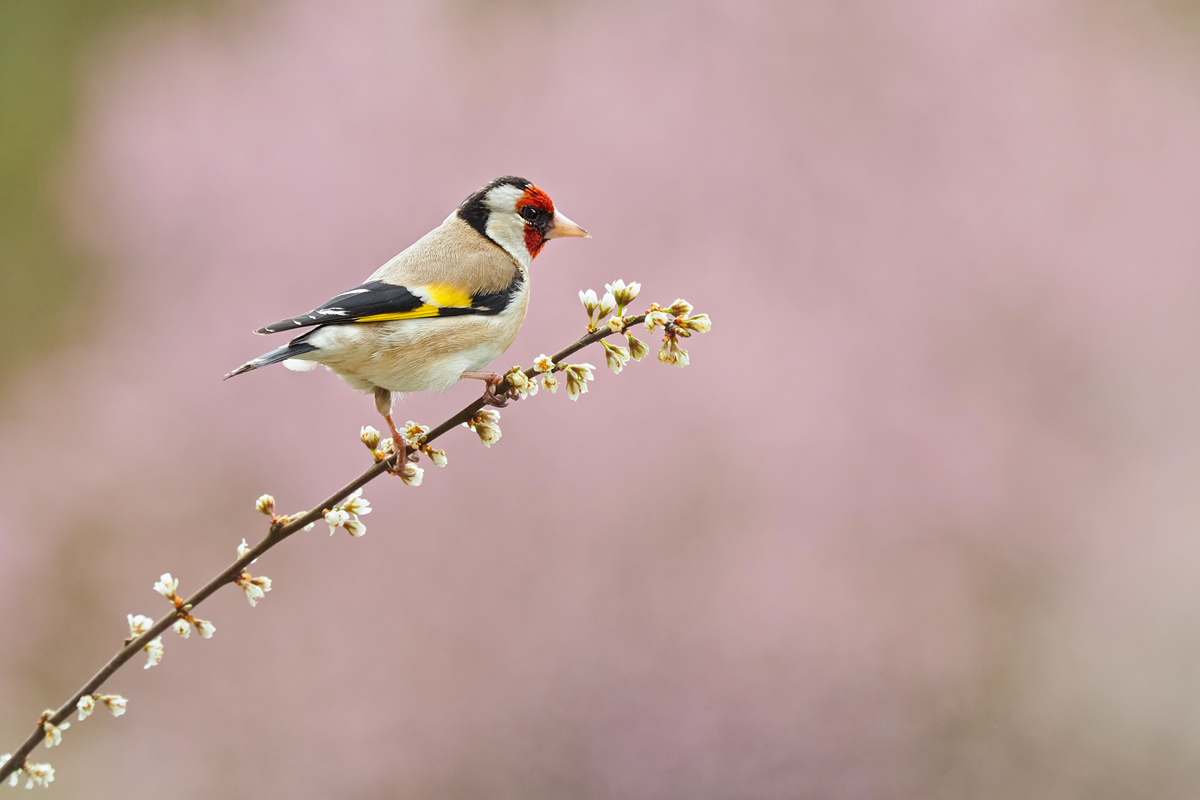 Carduelis-carduelis-OGG36410---Kopie.jpg