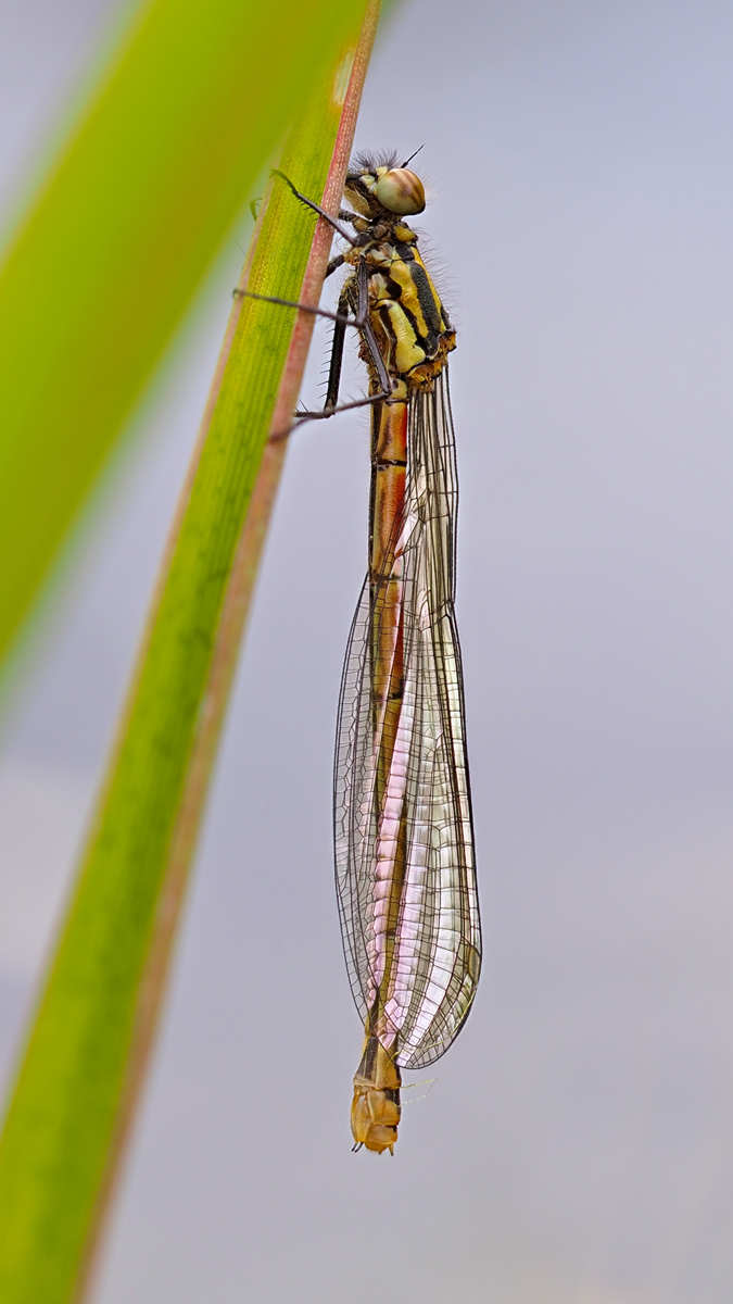 Pyrrhosoma-nymphula-zogg11756_8---Kopie.jpg
