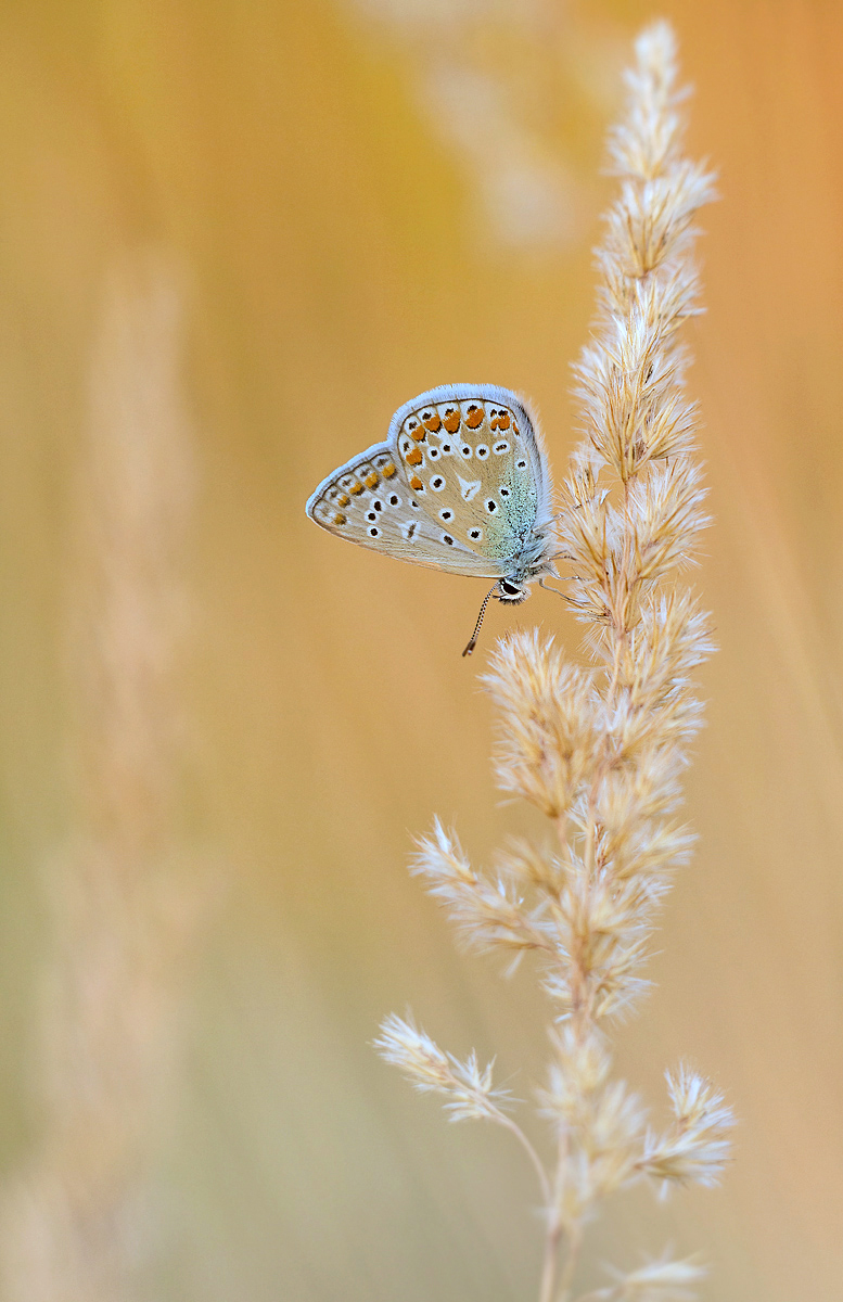 _MG_0994-Bearbeitet 1Kopie_bearbeitet-2.jpg