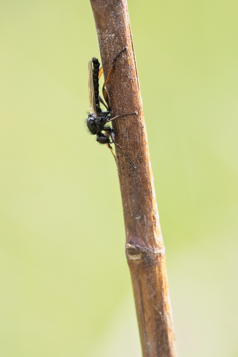 Bibio johannis Johannis-Haarmücke; Bibionidae Insekt (1).jpg