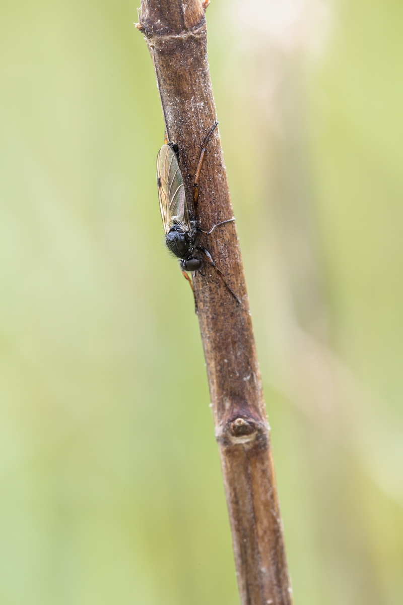 Bibio johannis Johannis-Haarmücke; Bibionidae Insekt (2).jpg