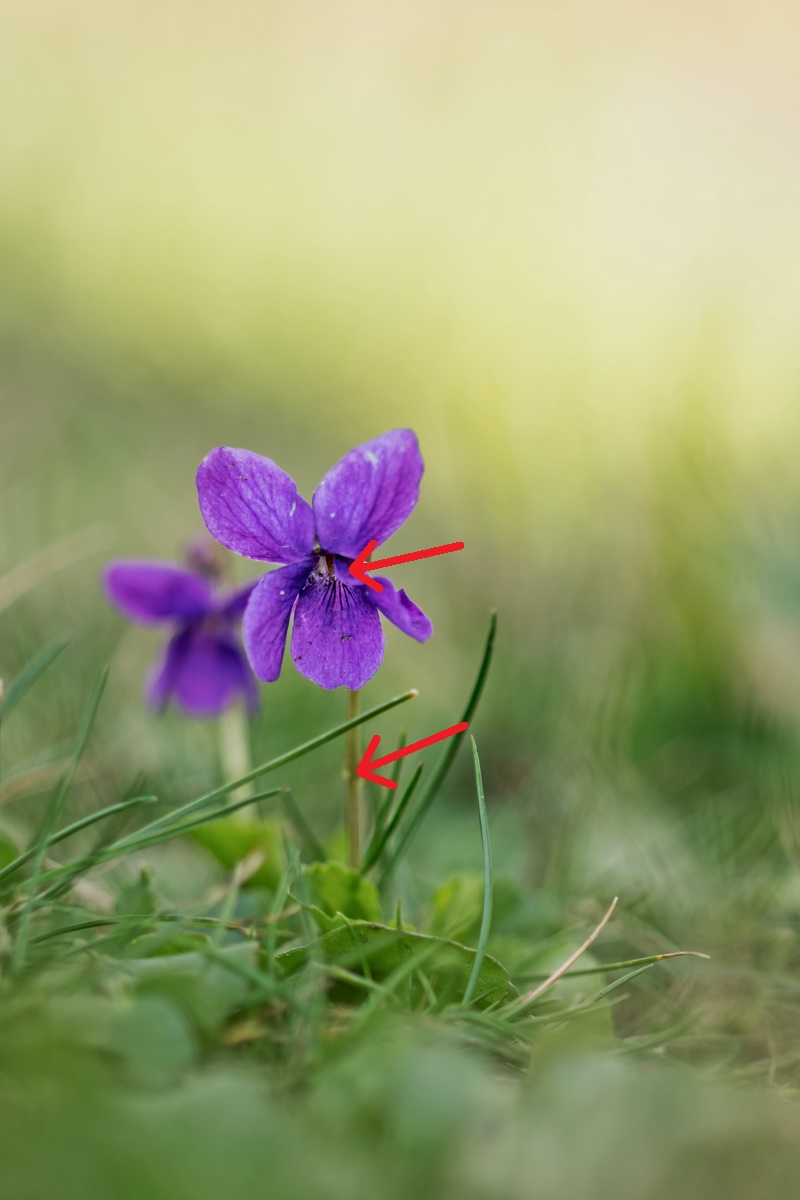 Viola odorata; Violaceae (5)-1.jpg