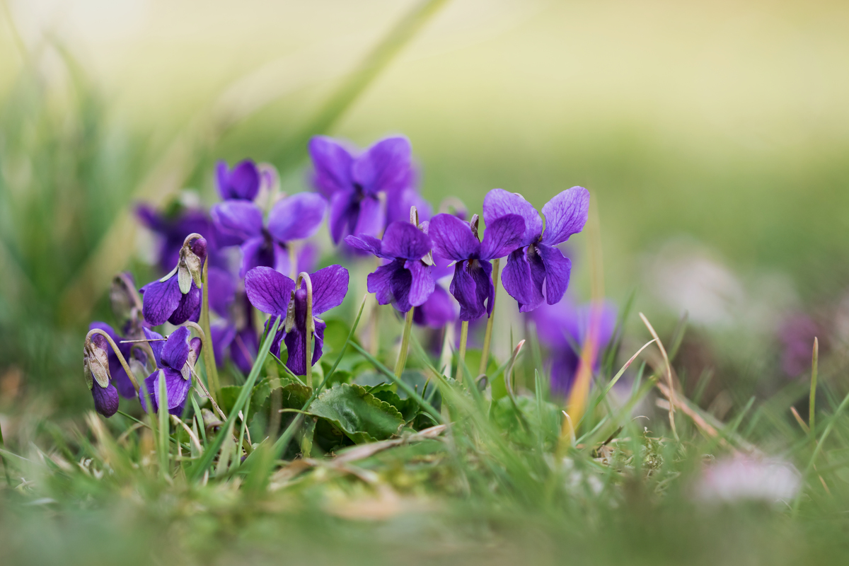 Viola odorata-1.jpg