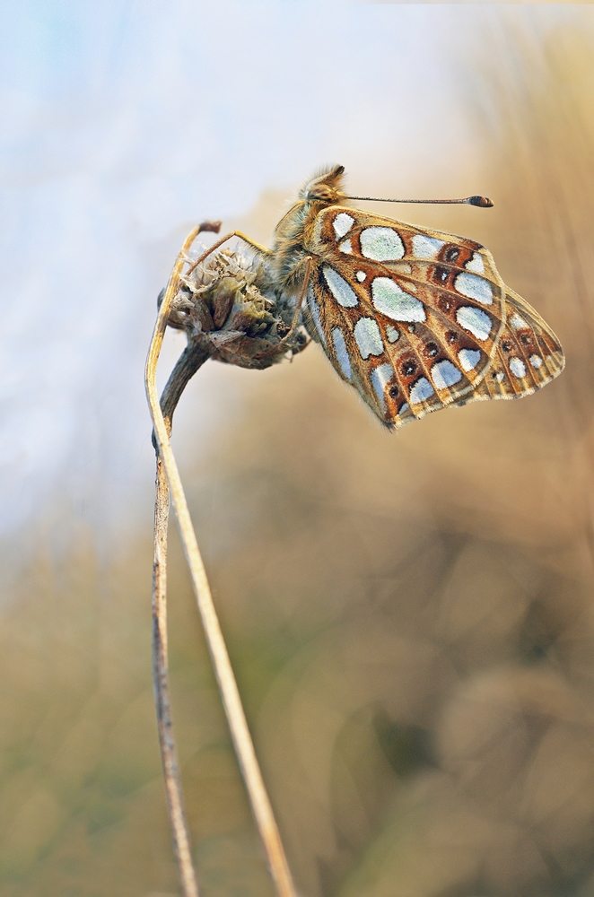 IMGP8334 plombieres.JPG