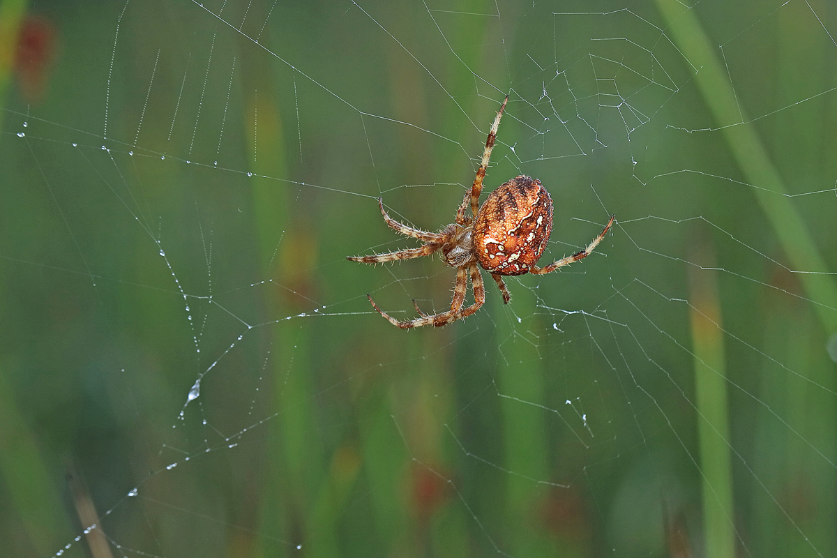 2 Araneus-diadematus 1200.jpg