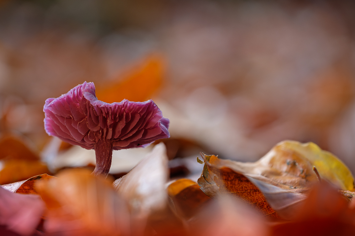 makro-violetter-lacktrichterling.jpg