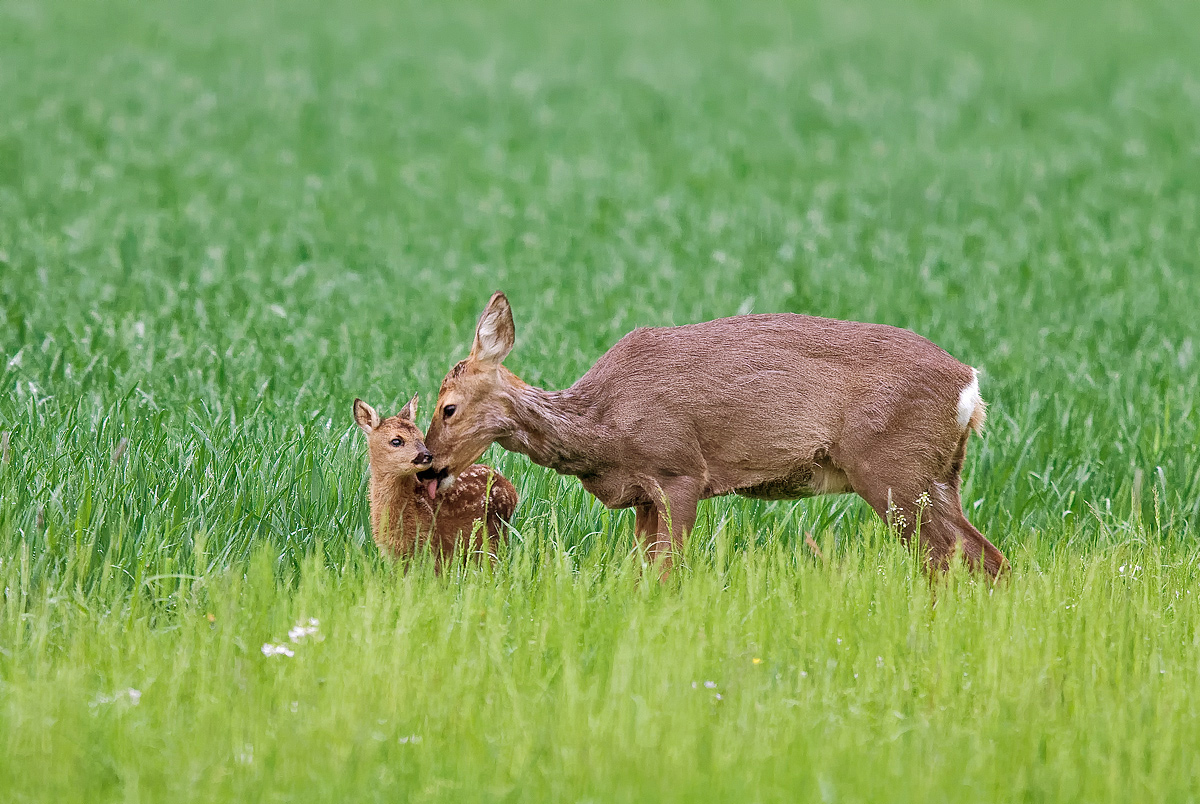 DSC_8996_DxOvkcs+++neu+.jpg