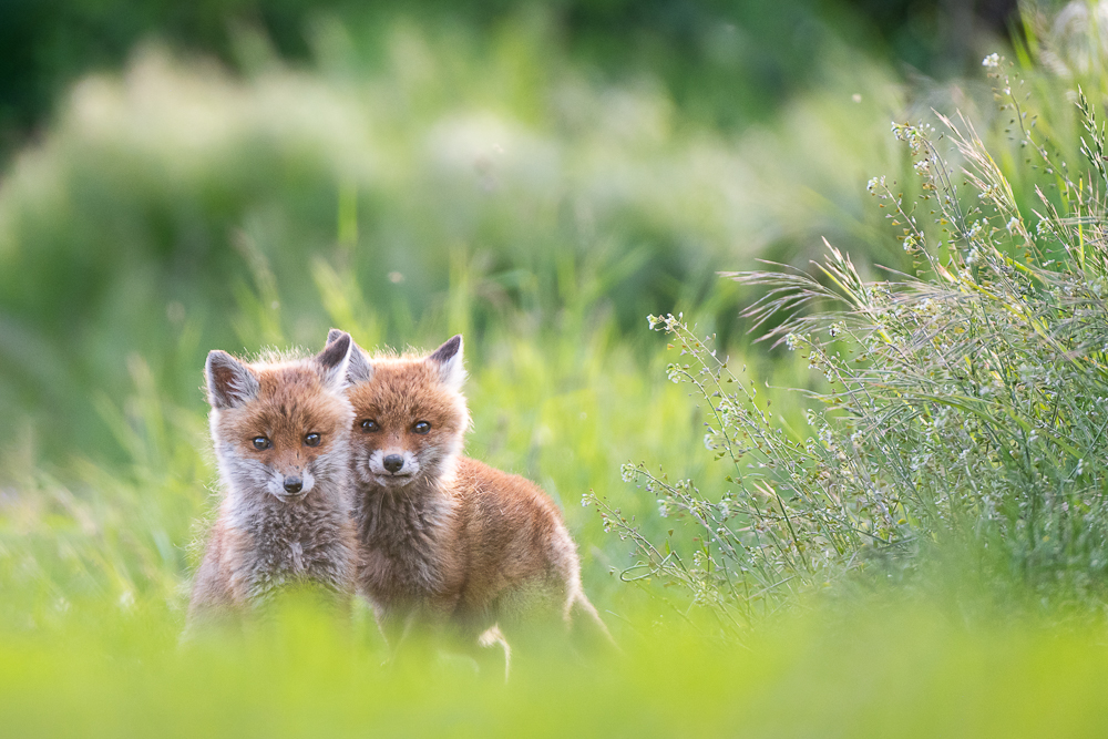 DSCF5524-Verbessert-Bearbeitet-1.jpg