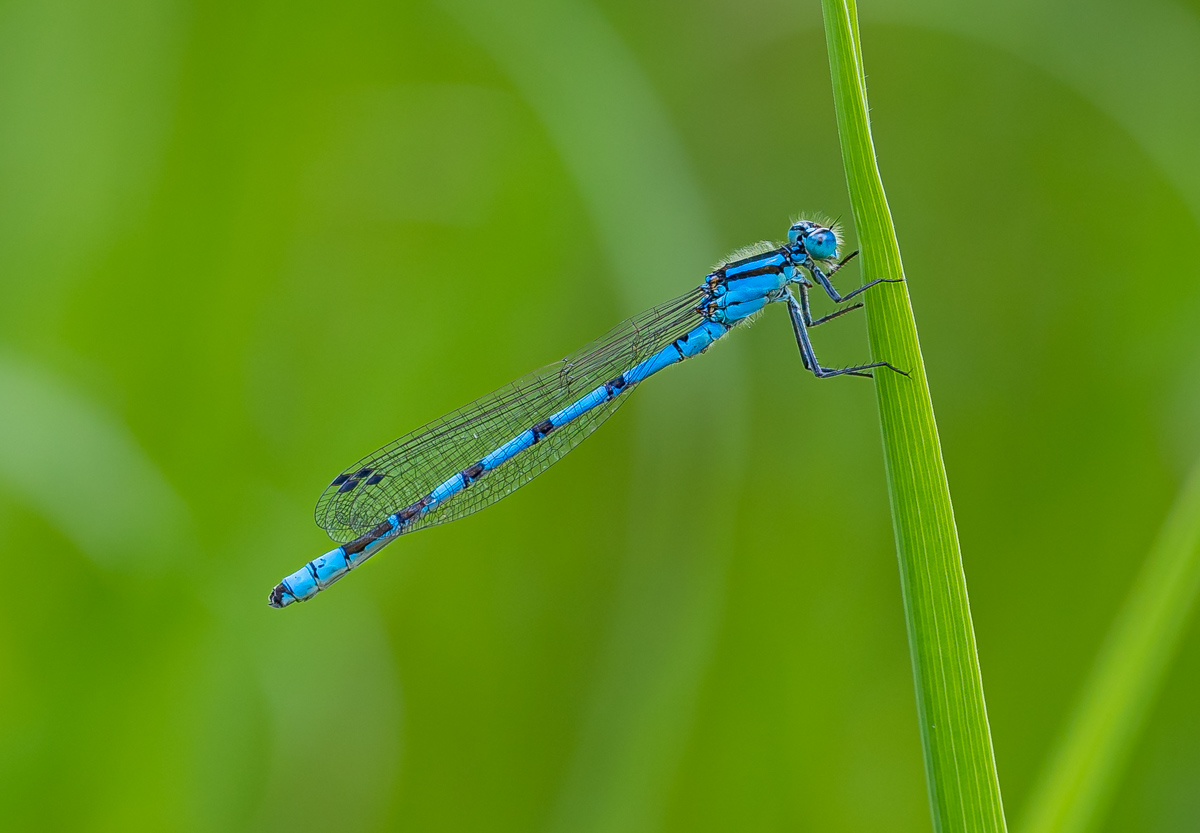 Gemeine Becherjungfer (Enallagma cyathigerum) - Männchen-1.jpg