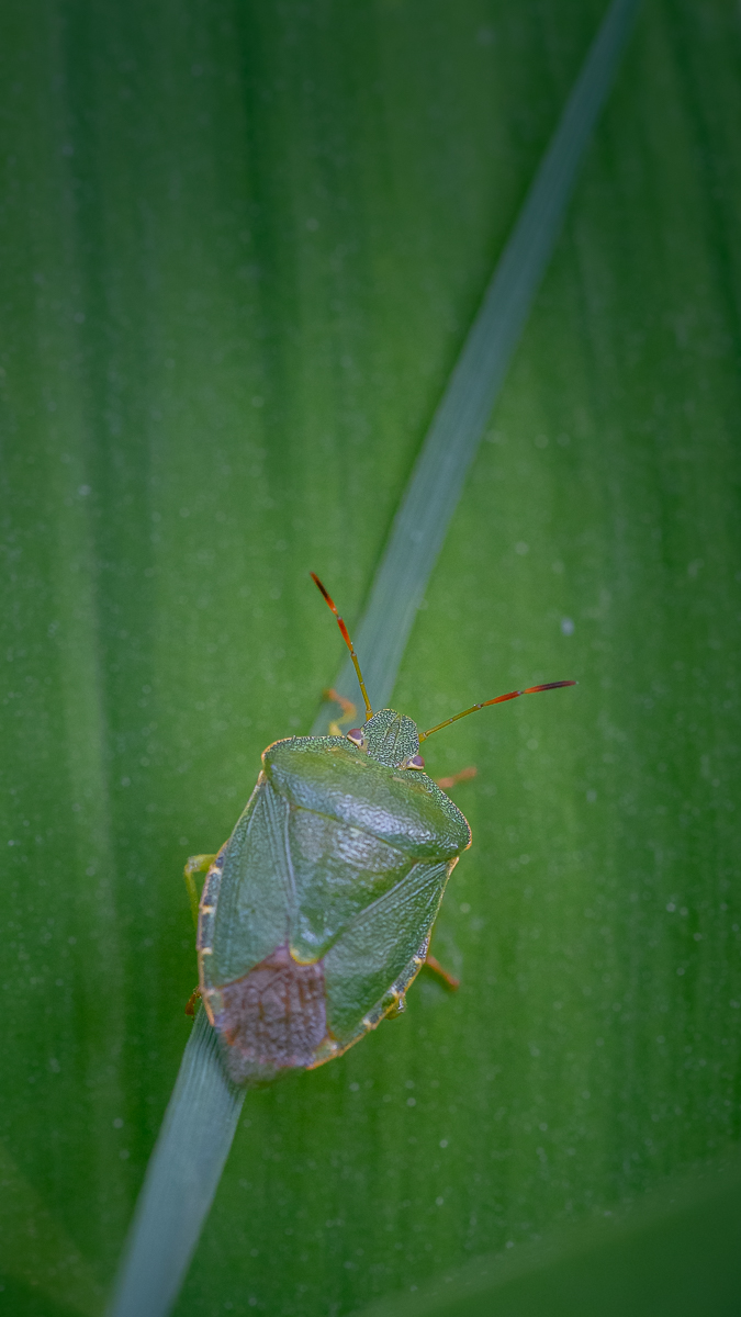 IMG_2525_klein.jpg