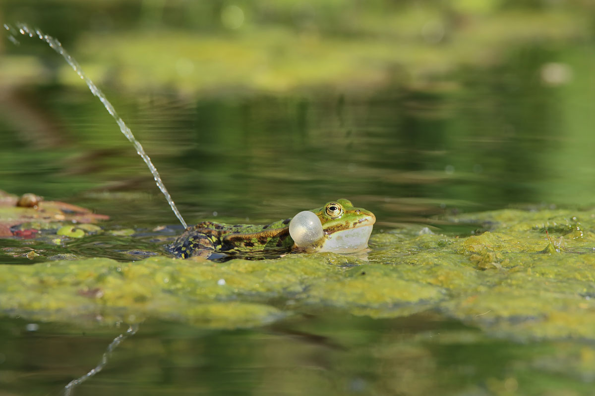 Teichfrosch 8756--b-web.jpg
