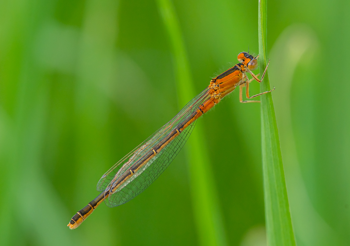 Kleine Pechlibelle – Ischnura pumilio (Weibchen)-15-10Bildschnitt.jpg