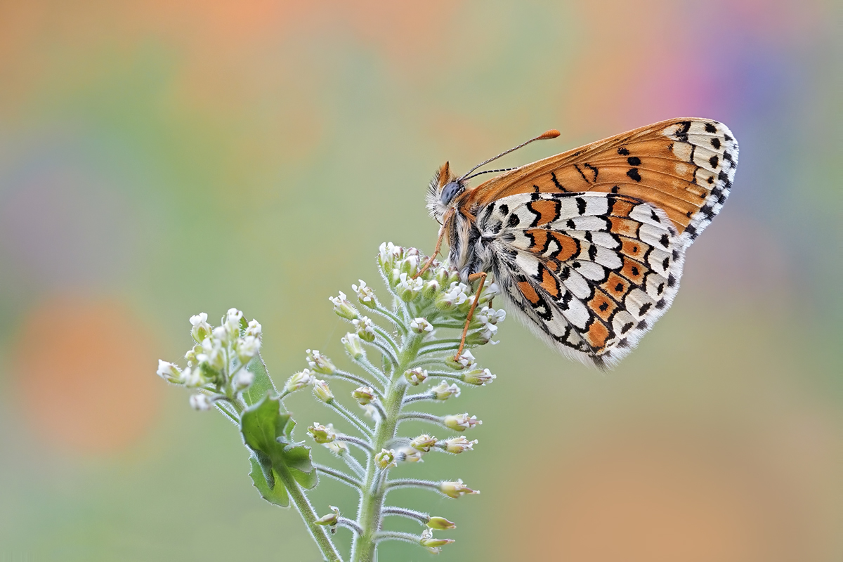 Melitaea-cinxia-D-zogg88225_10---Kopie.jpg