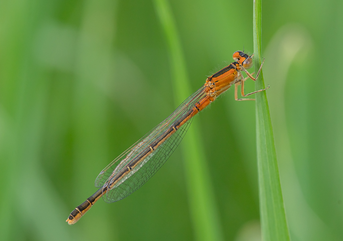 Kleine Pechlibelle – Ischnura pumilio (Weibchen)-2.jpg