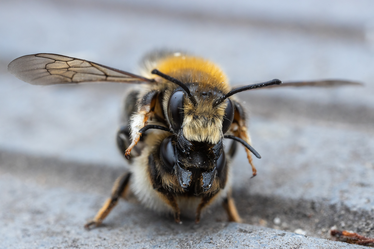 Wildbienen-Paarung_2021-06-03- Makroforum.jpg