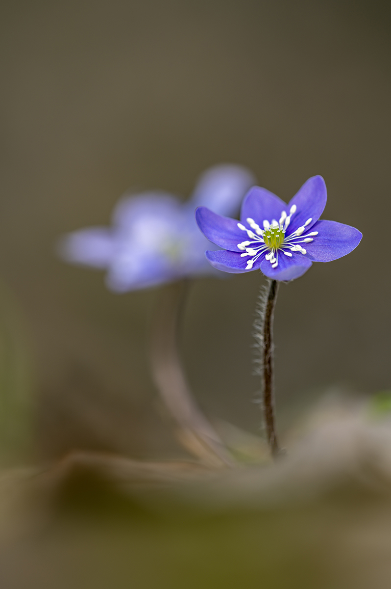 compLeberblümchen26.3.2021OberseeDSC1154.jpg