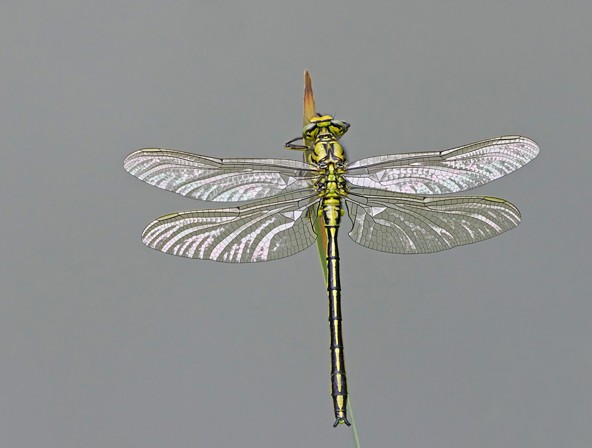 M0A3578NP3.jpg