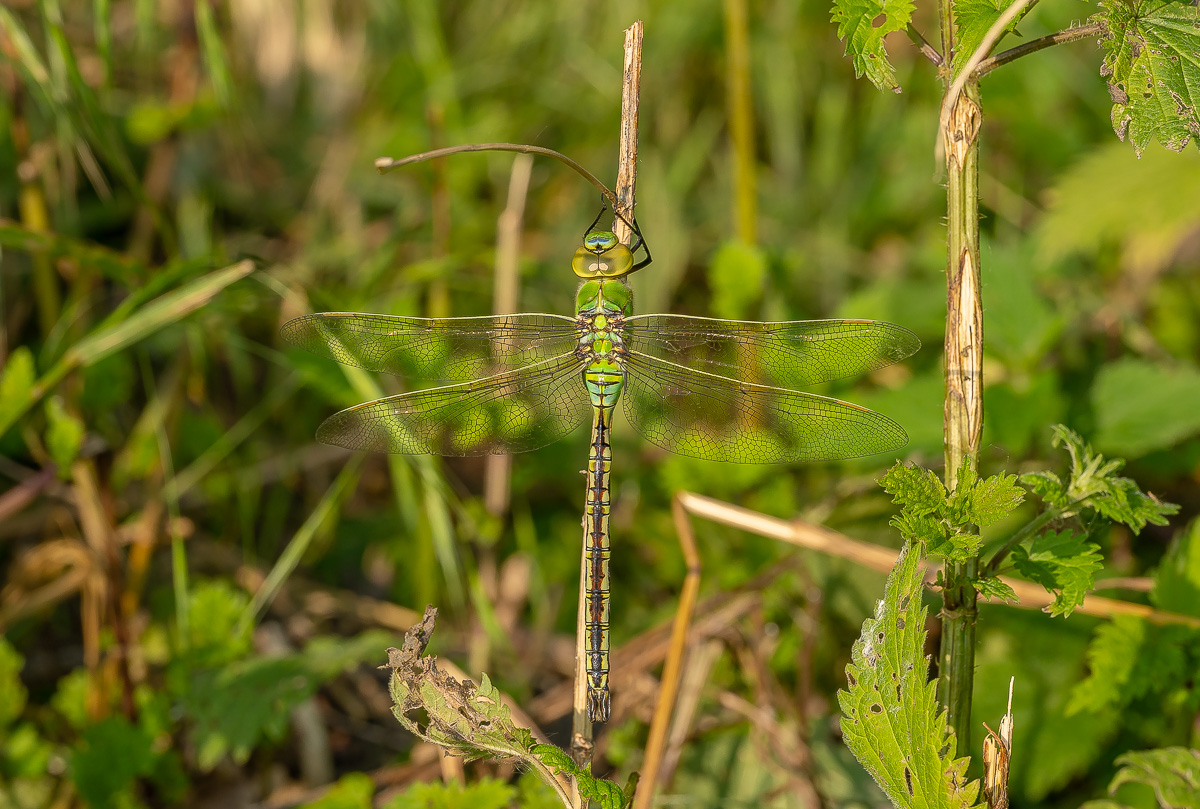 Große Königslibelle - (Anax imperator)-1.jpg