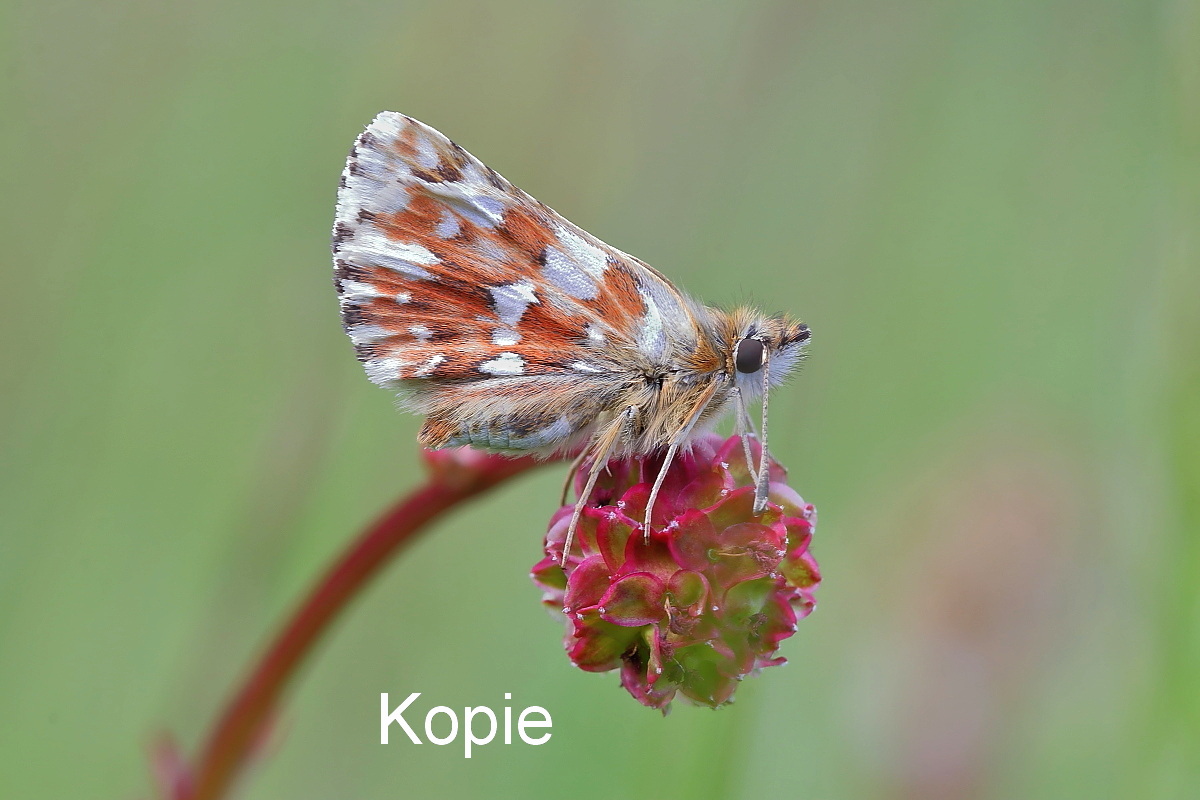 IMG_2008_rs-Joachim Kopie....JPG