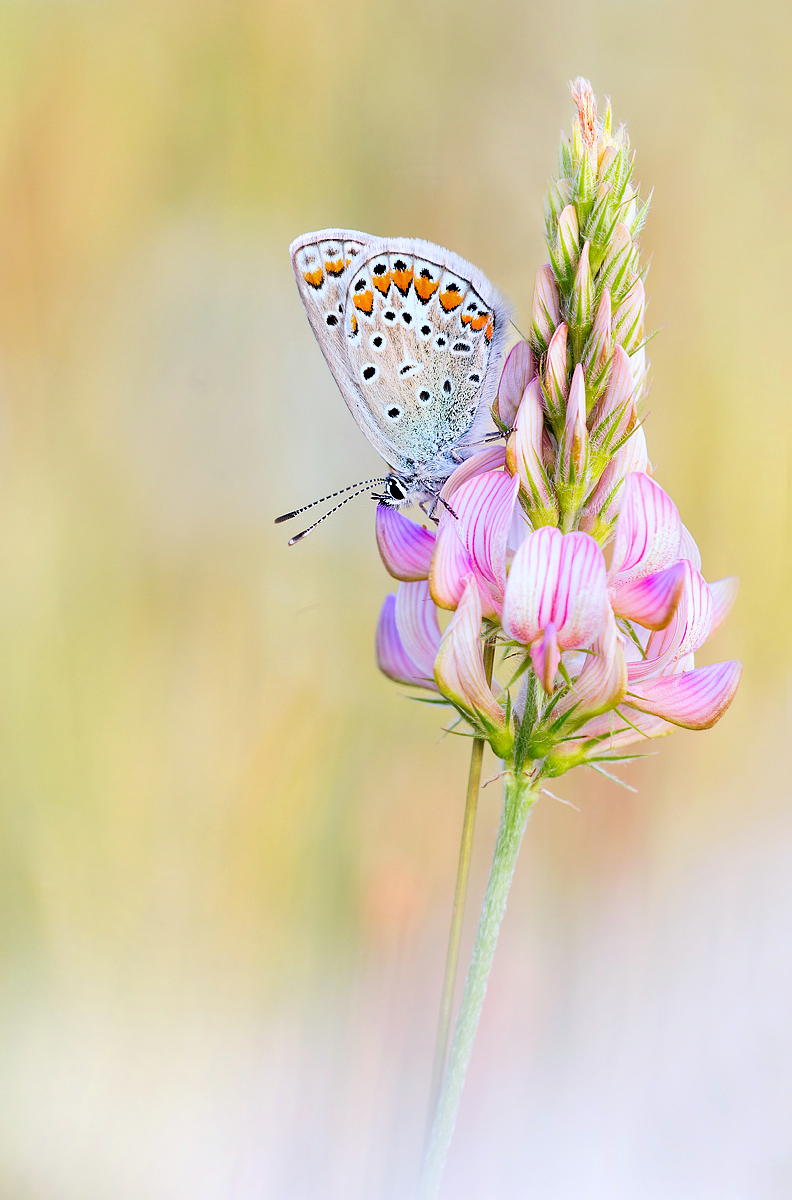 _MG_8957-Bearbeitet3_bearbeitet-2.jpg