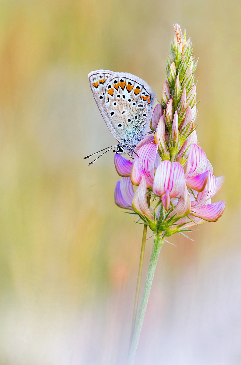 _MG_8957-Bearbeitet3_bearbeitet-3.jpg