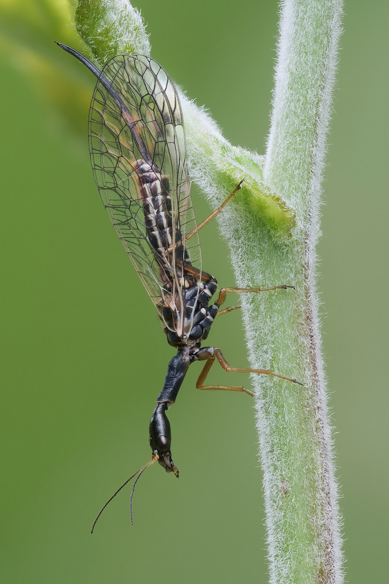 fliege-stack-566994-567056.jpg