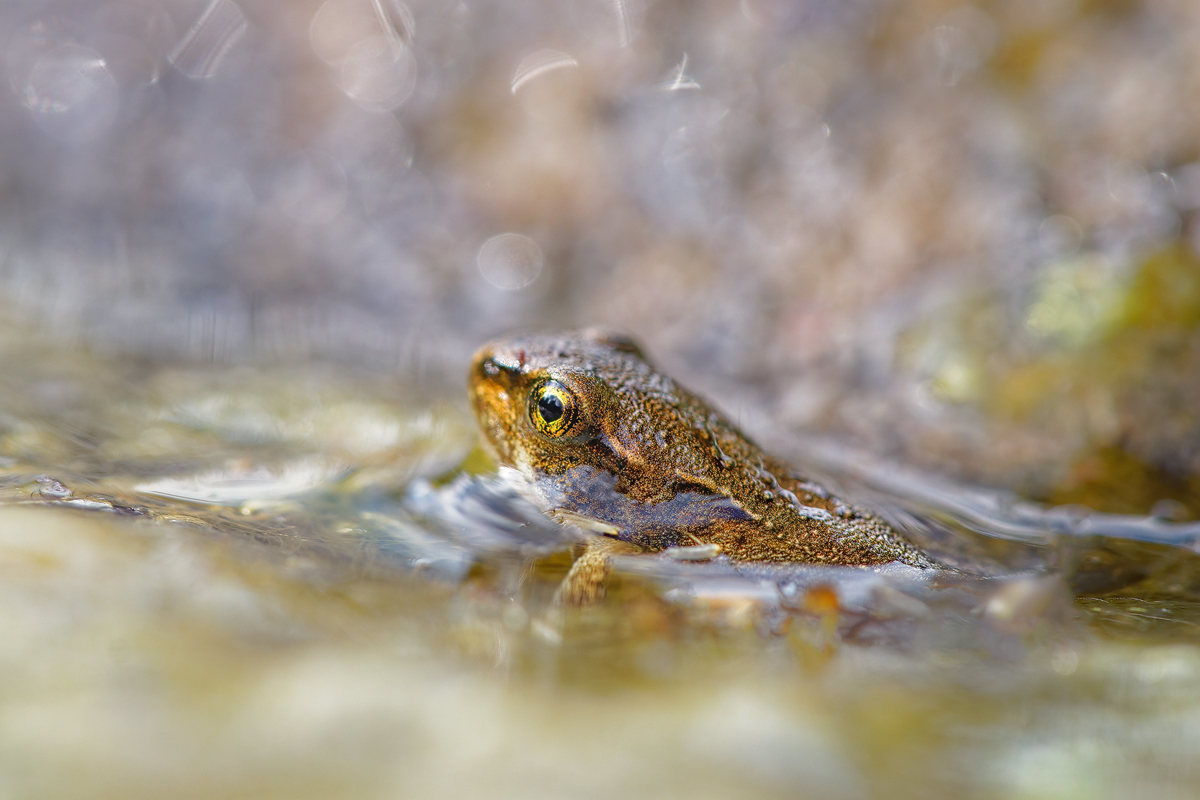 IMG_9218_3.5_1_Frosch_LB.jpg