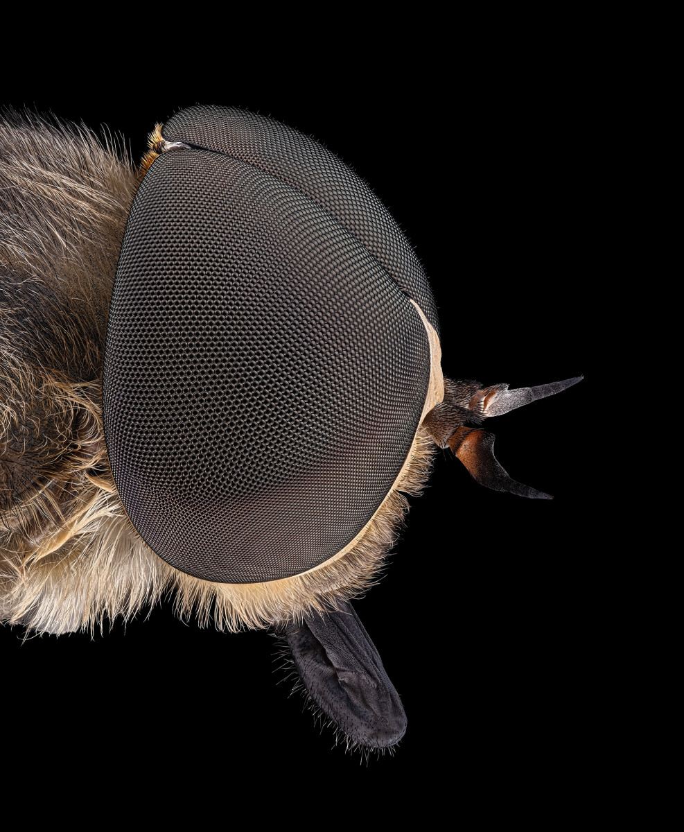 05258_D810_Rodagon50N_BL5p6_3zu1_Tabanus_0p03_01.JPG