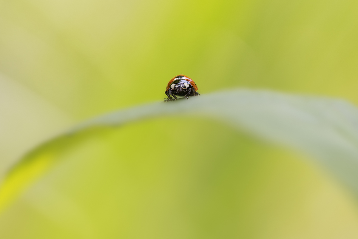 20210528-0068-(B,Radius8,Smoothing4)7---Kopie.jpg