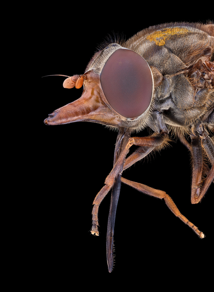 05256_D810_Rodagon50N_3zu1_Rhingia_0p03.JPG