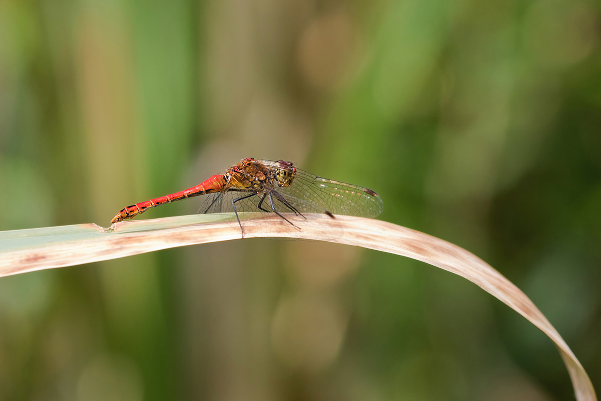 20210709-_M0A6735NP.jpg