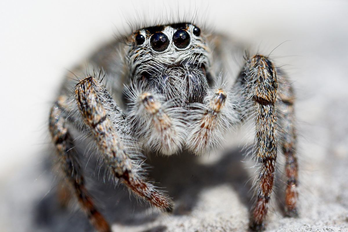 Philaeus crysops 051196_1200.jpg