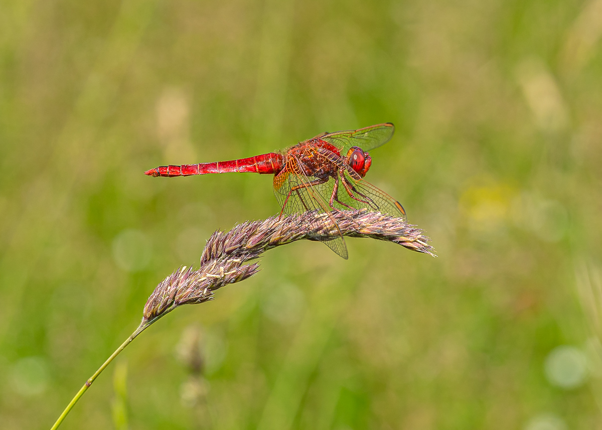 Feuerlibelle - Männchen-1.jpg