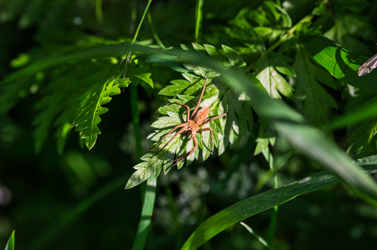 2021-05-24 Spinne8.jpg