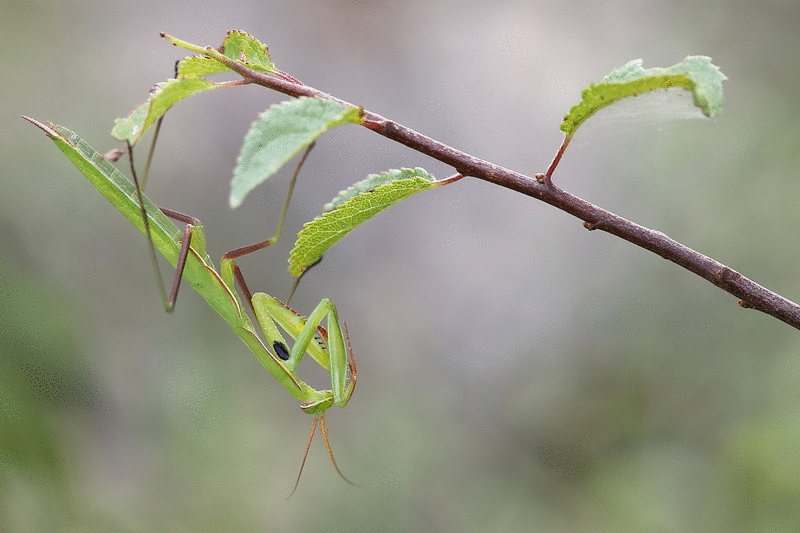 mantis_kuckucksda2.gif