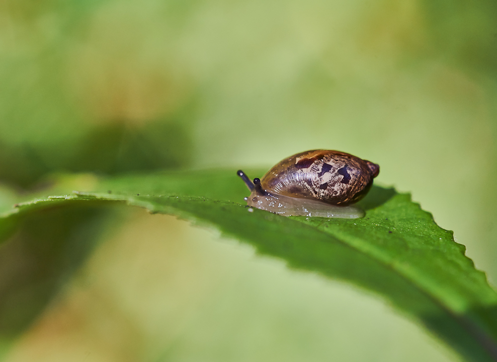 Bernsteinschnecke 1.jpg