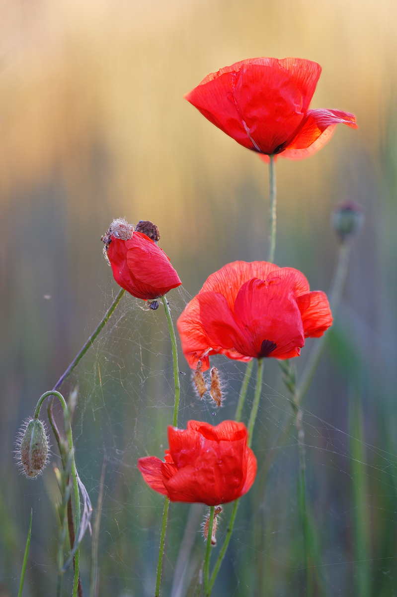 IMG_0278_3,5_1.80_200_Mohn_zEB.jpg