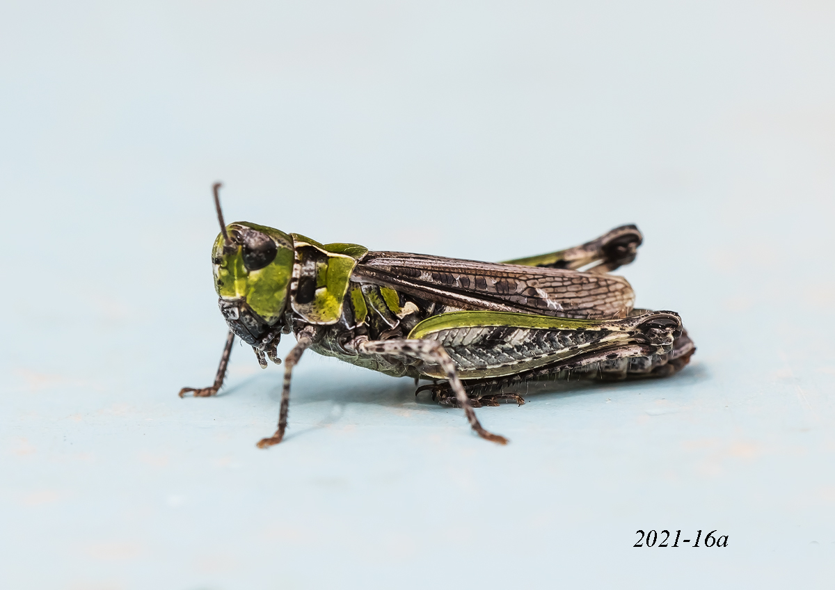 _MG_4429-Bearbeitet - Kopie.jpg