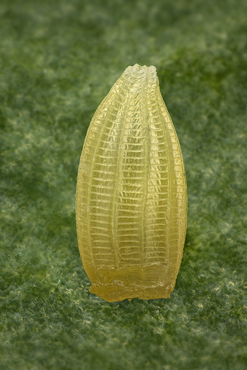 05308_D810_Mitutoyo20_20zu1_kleiner_Pieris_rapaeEi_0p002.JPG