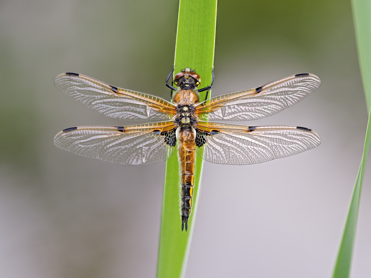 Libellula-quadrimaculata-zogg61055_6---Kopie.jpg
