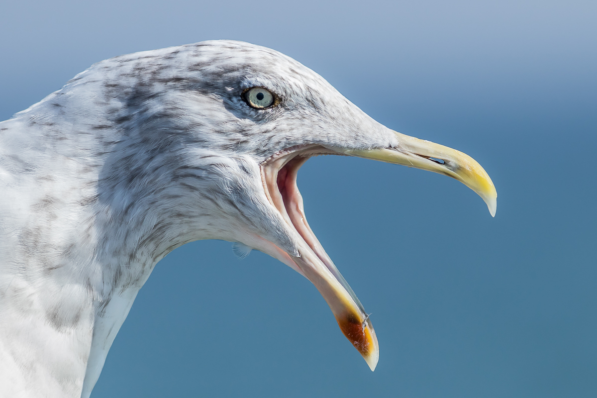 IMG_1631_- Kopie.jpg