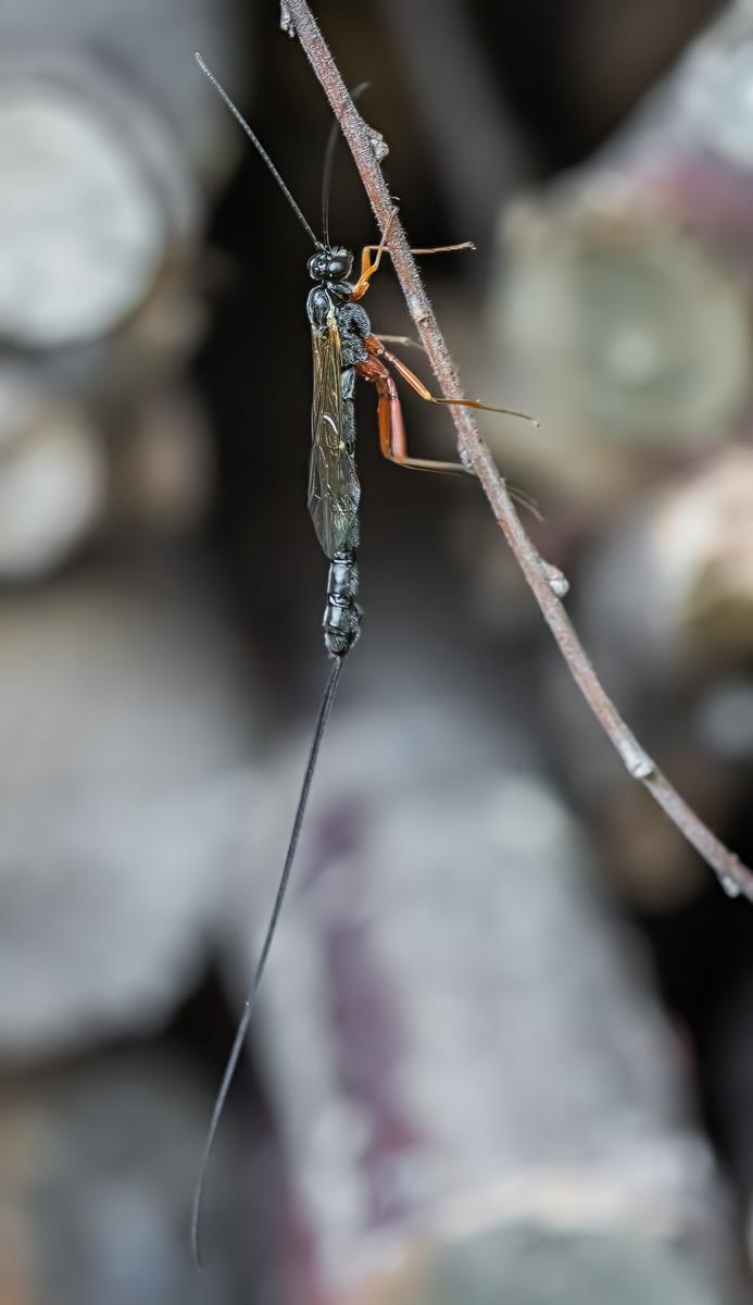 _MG_6796-Bearbeitet - Kopie.jpg