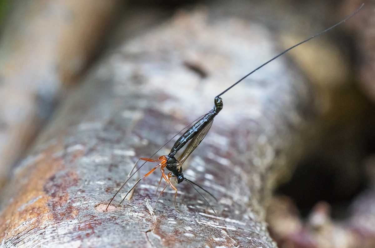 _MG_6806-Bearbeitet - Kopie.jpg