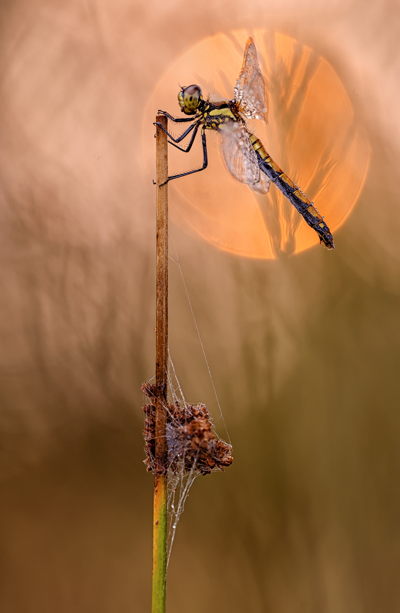 Blutrote Heidelibelle Weibchen.jpg